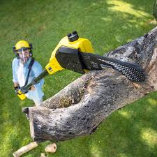 Best Leaf Removal  in Santa Rosa, CA
