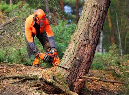 Best Tree Maintenance Programs  in Santa Rosa, CA