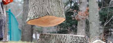 Best Firewood Processing and Delivery  in Santa Rosa, CA