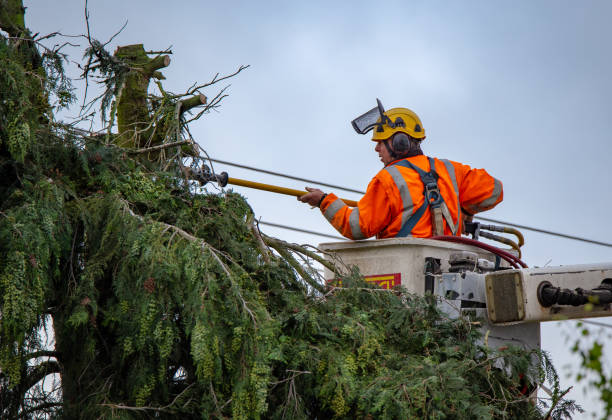 Best Storm Damage Tree Cleanup  in Santa Rosa, CA