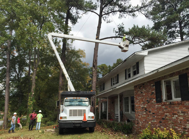 Best Fruit Tree Pruning  in Santa Rosa, CA