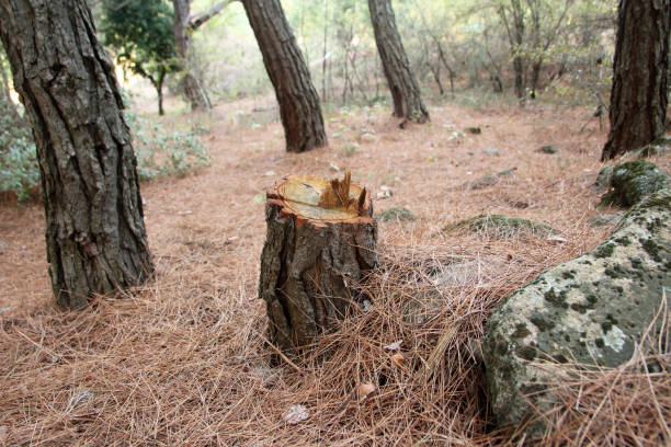 Best Tree Cabling and Bracing  in Santa Rosa, CA
