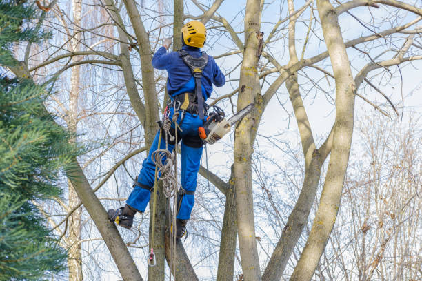 Best Utility Line Clearance  in Santa Rosa, CA