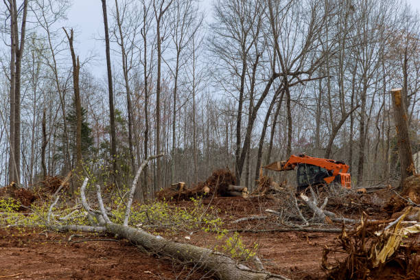 Best Hazardous Tree Removal  in Santa Rosa, CA