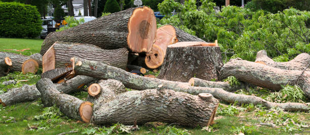 Best Emergency Tree Removal  in Santa Rosa, CA