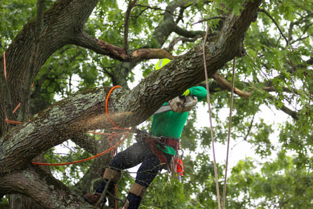 Best Tree and Shrub Care  in Santa Rosa, CA