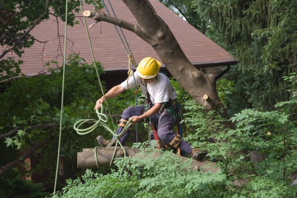 Best Pest Control for Lawns  in Santa Rosa, CA