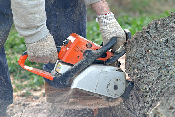 Trusted Santa Rosa, CA Tree Care Experts