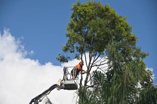 How Our Tree Care Process Works  in  Santa Rosa, CA