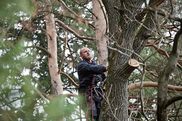 Best Hedge Trimming  in Santa Rosa, CA