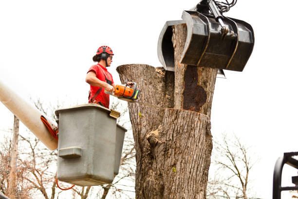 Best Tree Disease Treatment  in Santa Rosa, CA